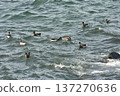 Brent Geese Buffaloed by the Waves 137270636