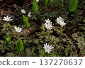 White flowers of Chrysanthemum kiwifruit 137270637