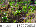 Wetlands where skunk cabbage blooms 137270638