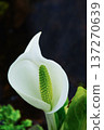 Portrait of Skunk Cabbage 137270639