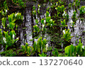 Wetland skunk cabbage 137270640