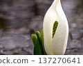 Buddha bract 137270641