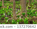 Skunk cabbage in a grove 137270642