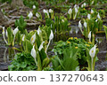 Skunk cabbage in full bloom 137270643