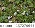 Purple and white flowers 137270644