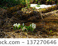 Skunk cabbage blooming in a corner 137270646