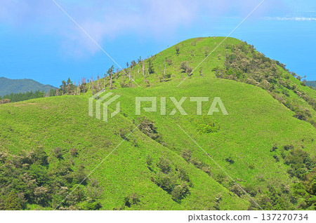 伊豆半島伊豆山脊步道:比甲斐山更綠的山巒 伊豆半島伊豆山脊步道:比甲斐山更綠的山巒 137270734