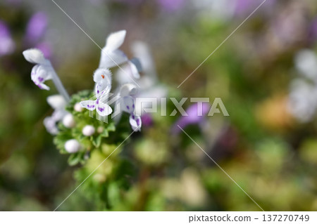 White henbit 137270749