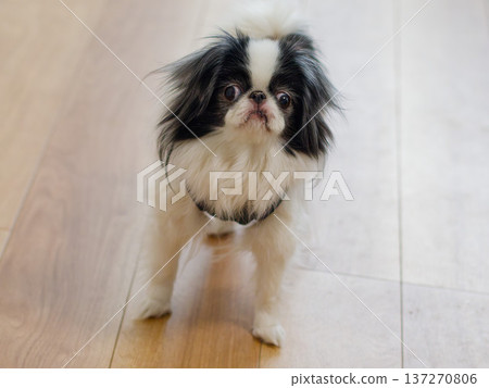 一隻可愛的日本狆犬的肖像 | 一隻小狗在室內抬頭張望 137270806