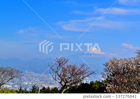 靜岡縣日本平市的富士山雪景和紅白梅花 靜岡縣日本平市的富士山雪景和紅白梅花 137270841
