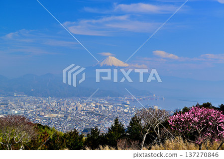 靜岡縣日本平市的富士山雪景和紅白梅花 靜岡縣日本平市的富士山雪景和紅白梅花 137270846