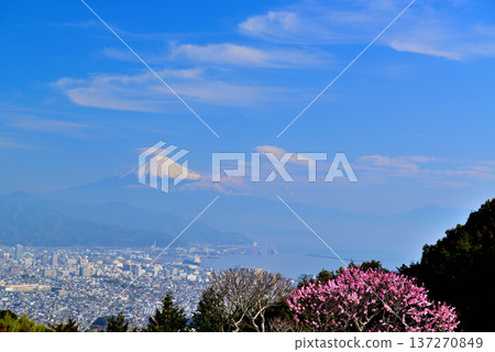 靜岡縣日本平市的富士山雪景和紅白梅花 137270849