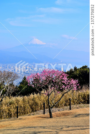 靜岡縣日本平市的富士山雪景和紅白梅花 137270852
