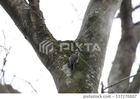 Kogera pokes a tree 137270887