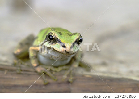 Japanese black frog Japanese black frog 137270890