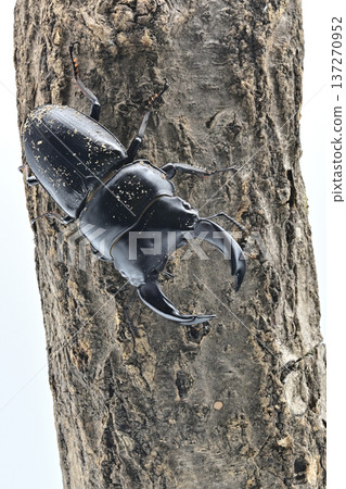 Hopei Okuwagata 137270952