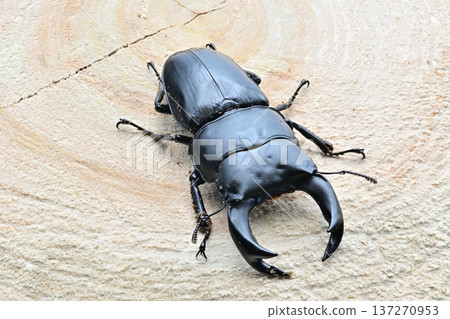 Hopei Okuwagata 137270953