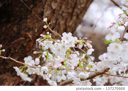 Yoshino cherry tree in full bloom Yoshino cherry tree in full bloom 137270988
