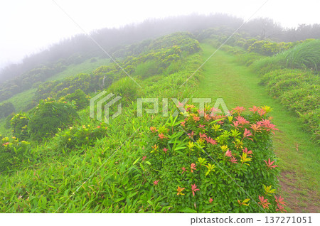 伊豆半島 - 伊豆山脊步道，山霧繚繞 - 小達魯瑪山夏季步道，仙女座楓樹新葉盛開 137271051