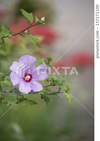 粉紅色的彩色花朵 粉紅色的彩色花朵 137271100