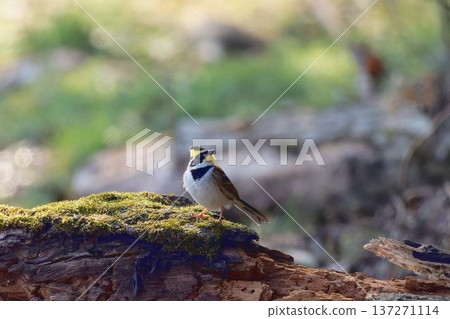 Miyama bunting Miyama bunting 137271114