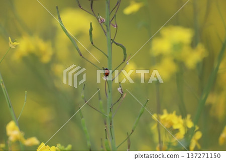 瓢蟲停在油菜花上 瓢蟲停在油菜花上 137271150