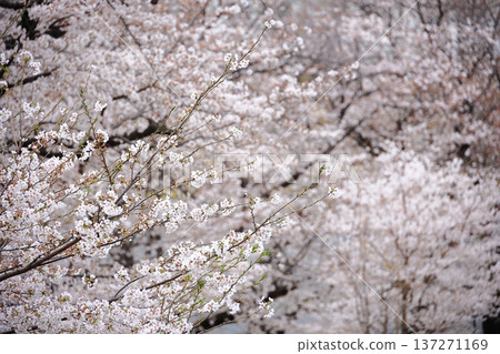 Yoshino cherry tree in full bloom 137271169