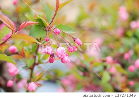 花中盛開 花中盛開 137271349