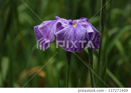Iris swarm bird 1 Iris swarm bird 1 137271409