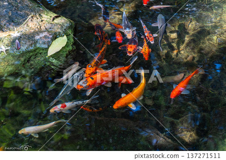 Koi fish in water, Kohaku breed. 137271511