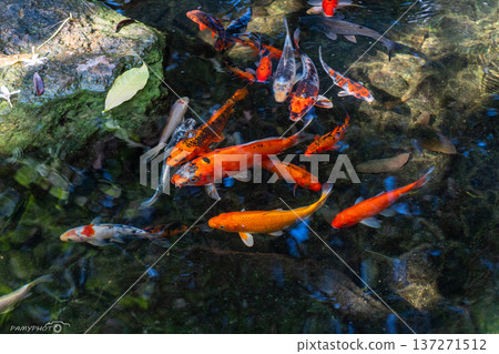 Koi fish in water, Kohaku breed. Koi fish in water, Kohaku breed. 137271512