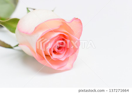 beautiful pink rose flower isolated on white background, valentine day beautiful pink rose flower isolated on white background, valentine day 137271664