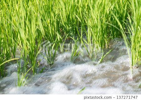 Close up of green rice plants in paddy field with flowing irrigation water agriculture farming growth and sustainable crop cultivation concept Close up of green rice plants in paddy field with flowing irrigation water agriculture farming growth and sustainable crop cultivation concept 137271747