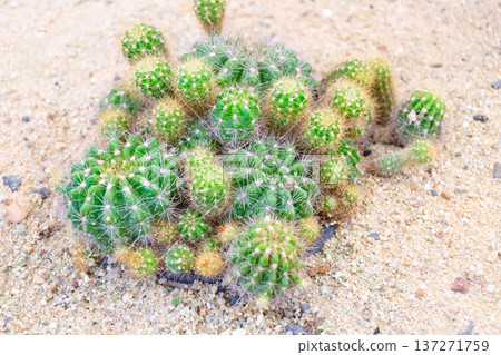 Small green cactus cluster growing on sandy soil desert plant with sharp spines natural texture and arid landscape background under soft daylight 137271759