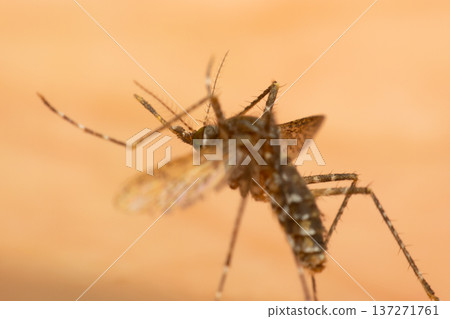 Close up macro of mosquito insect with visible legs wings and body against soft background highlighting pest control and disease risk concept 137271761