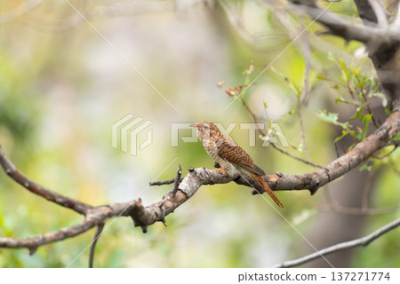 Brown cuckoo perched on tree branch in soft forest background with natural light detailed feathers and calm wildlife moment in tropical woodland habitat Brown cuckoo perched on tree branch in soft forest background with natural light detailed feathers and calm wildlife moment in tropical woodland habitat 137271774