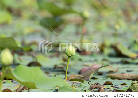 Lotus bud standing above calm pond with green leaves soft natural light and blurred background representing peaceful aquatic plant life in tropical wetland environment 137271775