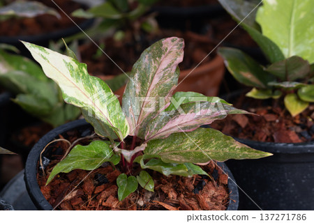 Pink variegated aglaonema plant growing in pot with lush tropical foliage ideal for indoor decoration gardening themes botanical backgrounds and natural greenery concepts Pink variegated aglaonema plant growing in pot with lush tropical foliage ideal for indoor decoration gardening themes botanical backgrounds and natural greenery concepts 137271786