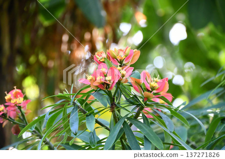 Jamaican poinsettia Euphorbia punicea Jamaican poinsettia Euphorbia punicea 137271826