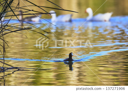 Golden Hour Water Bird and Reflections on Tranquil Pond with Distant Birds Golden Hour Water Bird and Reflections on Tranquil Pond with Distant Birds 137271906