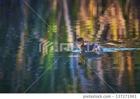 Baby Bird Swimming in Colorful Pond Reflection at Golden Hour Baby Bird Swimming in Colorful Pond Reflection at Golden Hour 137271981