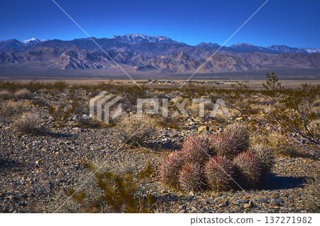 Barrel Cactus and Desert Brush with Distant Mountains Under Clear Nevada Sky 137271982