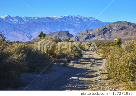 Desert Road Leading to Snow Capped Mountains and Joshua Trees Under Clear Blue Sky 137271983