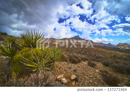 Dramatic Storm Clouds Over Red Rock Canyon Desert Plants and Turtlehead Peak Dramatic Storm Clouds Over Red Rock Canyon Desert Plants and Turtlehead Peak 137271984