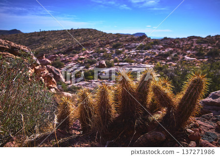 Cactus Cluster and Calico Rocks Under Blue Sky in Red Rock Canyon Nevada 137271986