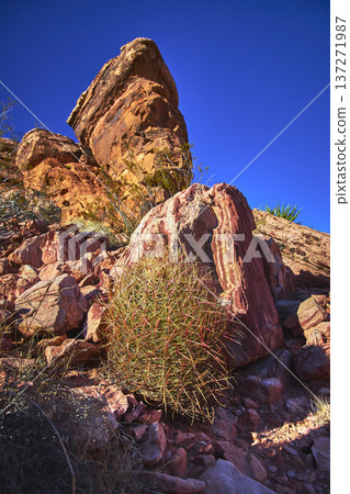 Red Rock Canyon Barrel Cactus and Guardian Angel Formation Under Clear Blue Sky Red Rock Canyon Barrel Cactus and Guardian Angel Formation Under Clear Blue Sky 137271987