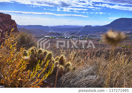 Desert Cactus and Grasses with Red Rock Canyon Distant Mountains and Blue Sky Desert Cactus and Grasses with Red Rock Canyon Distant Mountains and Blue Sky 137271995