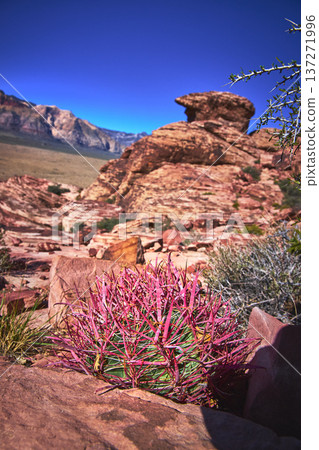 Fire Barrel Cactus and Calico Red Rock Formations in Sunlit Red Rock Canyon Nevada 137271996