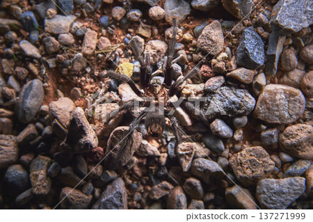 Desert Tarantula on Rocky Ground Close Up with Textured Stones and Earth 137271999