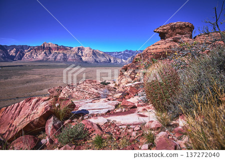 Red Rock Canyon Calico Formations and Fire Barrel Cactus in Nevada Desert Landscape 137272040